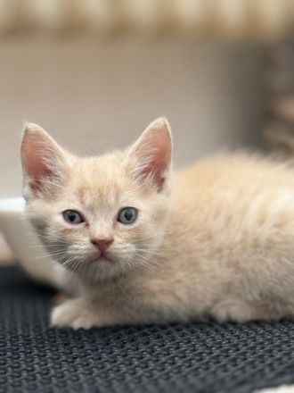 Wunderschöne Britische kurzhaar Kitten