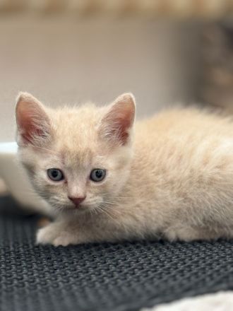 Wunderschöne Britische kurzhaar Kitten