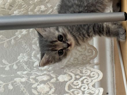 Wunderschöne Britische kurzhaar Kitten