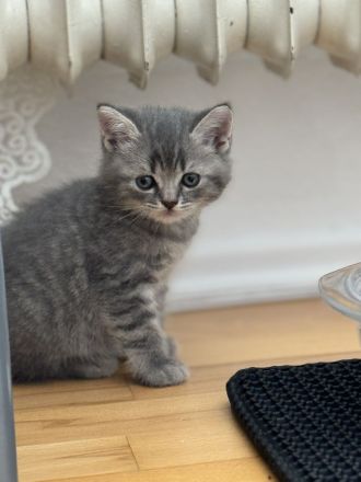 Wunderschöne Britische kurzhaar Kitten