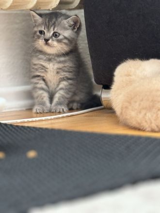 Wunderschöne Britische kurzhaar Kitten
