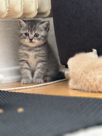 Wunderschöne Britische kurzhaar Kitten