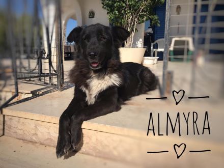 Almyra, 04/14  - einmal ein Zuhause...einmal geliebt werden... topfitte Seniorin sucht Zuhause