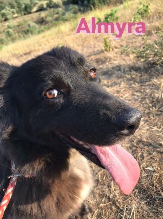 Almyra, 04/14  - einmal ein Zuhause...einmal geliebt werden... topfitte Seniorin sucht Zuhause