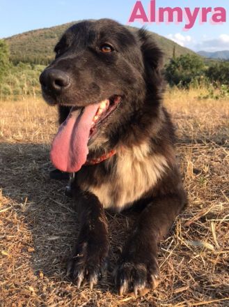 Almyra, 04/14  - einmal ein Zuhause...einmal geliebt werden... topfitte Seniorin sucht Zuhause