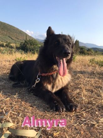 Almyra, 04/14  - einmal ein Zuhause...einmal geliebt werden... topfitte Seniorin sucht Zuhause