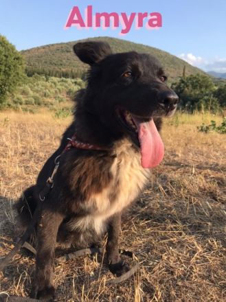 Almyra, 04/14  - einmal ein Zuhause...einmal geliebt werden... topfitte Seniorin sucht Zuhause