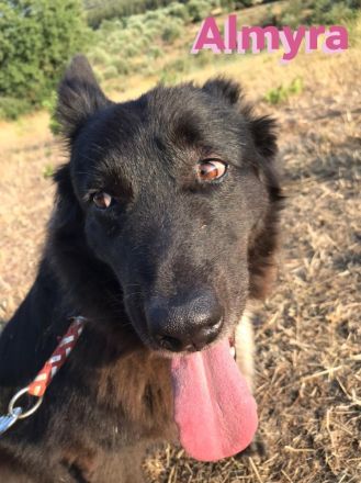 Almyra, 04/14  - einmal ein Zuhause...einmal geliebt werden... topfitte Seniorin sucht Zuhause