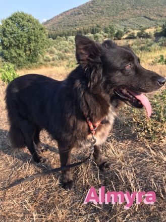 Almyra, 04/14  - einmal ein Zuhause...einmal geliebt werden... topfitte Seniorin sucht Zuhause