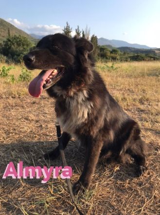 Almyra, 04/14  - einmal ein Zuhause...einmal geliebt werden... topfitte Seniorin sucht Zuhause