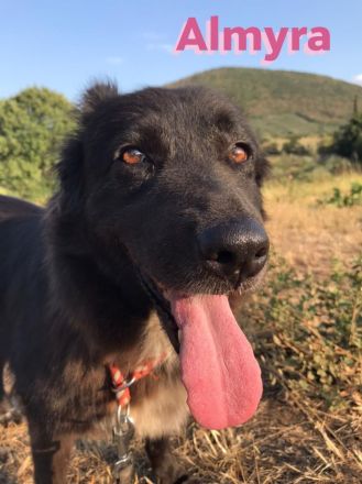 Almyra, 04/14  - einmal ein Zuhause...einmal geliebt werden... topfitte Seniorin sucht Zuhause