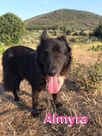 Almyra, 04/14  - einmal ein Zuhause...einmal geliebt werden... topfitte Seniorin sucht Zuhause