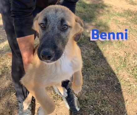 Benji und Benni, 07/23 - wollen die Welt entdecken