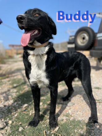 Bruno und Buddy, 10/22 – schlaue, verspielte, liebe Junghunde suchen ihre Menschen