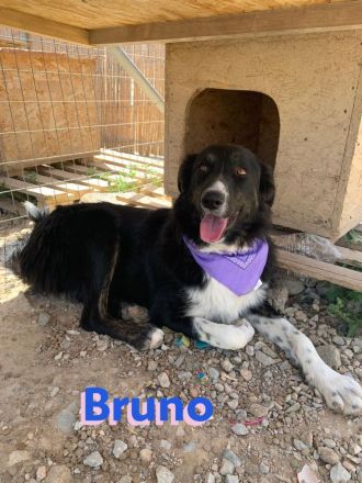 Bruno und Buddy, 10/22 – schlaue, verspielte, liebe Junghunde suchen ihre Menschen