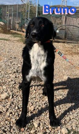 Bruno und Buddy, 10/22 – schlaue, verspielte, liebe Junghunde suchen ihre Menschen