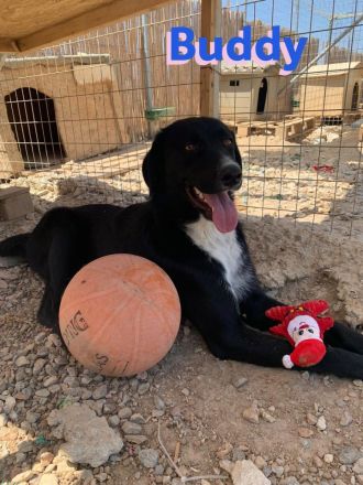 Bruno und Buddy, 10/22 – schlaue, verspielte, liebe Junghunde suchen ihre Menschen