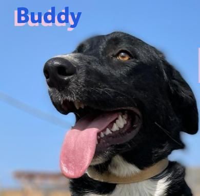Bruno und Buddy, 10/22 – schlaue, verspielte, liebe Junghunde suchen ihre Menschen
