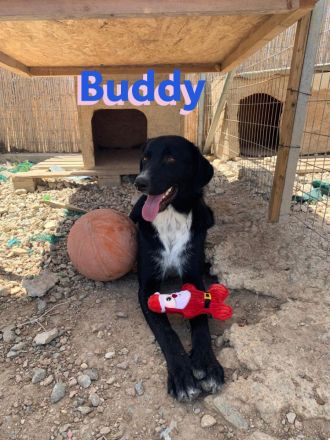 Bruno und Buddy, 10/22 – schlaue, verspielte, liebe Junghunde suchen ihre Menschen