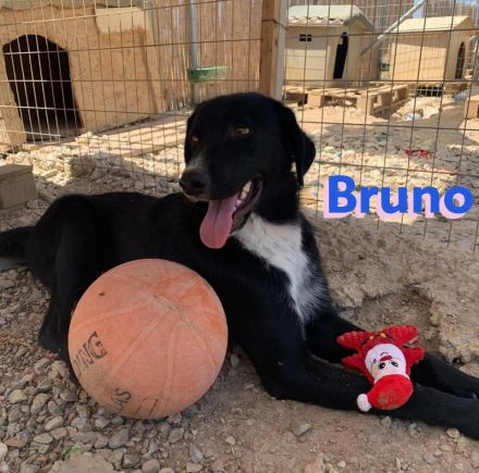 Bruno und Buddy, 10/22 – schlaue, verspielte, liebe Junghunde suchen ihre Menschen