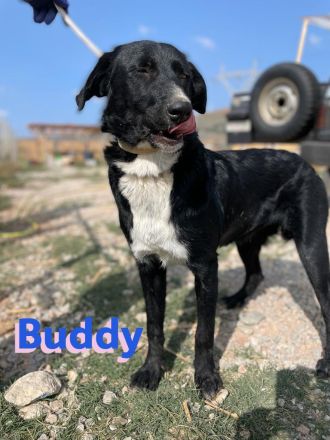 Bruno und Buddy, 10/22 – schlaue, verspielte, liebe Junghunde suchen ihre Menschen