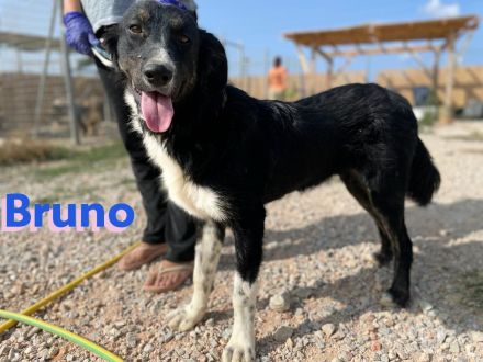 Bruno und Buddy, 10/22 – schlaue, verspielte, liebe Junghunde suchen ihre Menschen