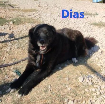 Dias, 10/19 – Kuschelbär sucht Kuschelkörbchen, ruhiger Begleiter sucht treue Menschen