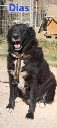 Dias, 10/19 – Kuschelbär sucht Kuschelkörbchen, ruhiger Begleiter sucht treue Menschen