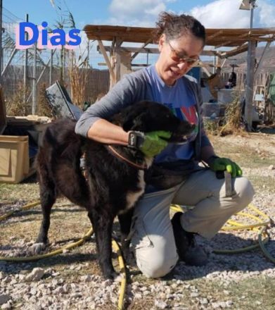 Dias, 10/19 – Kuschelbär sucht Kuschelkörbchen, ruhiger Begleiter sucht treue Menschen