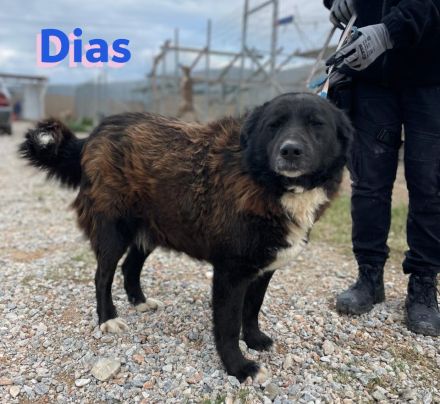 Dias, 10/19 – Kuschelbär sucht Kuschelkörbchen, ruhiger Begleiter sucht treue Menschen