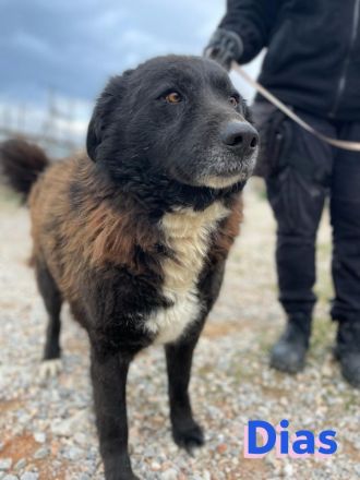 Dias, 10/19 – Kuschelbär sucht Kuschelkörbchen, ruhiger Begleiter sucht treue Menschen