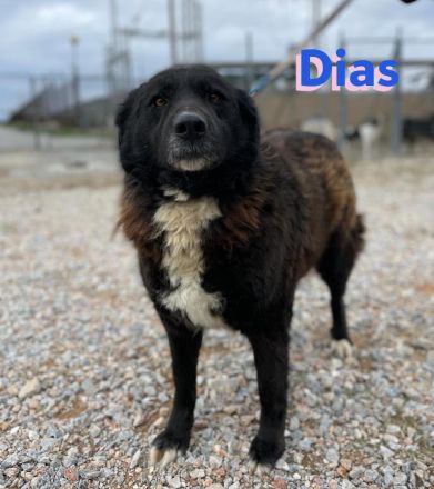 Dias, 10/19 – Kuschelbär sucht Kuschelkörbchen, ruhiger Begleiter sucht treue Menschen