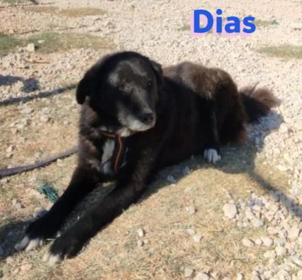 Dias, 10/19 – Kuschelbär sucht Kuschelkörbchen, ruhiger Begleiter sucht treue Menschen