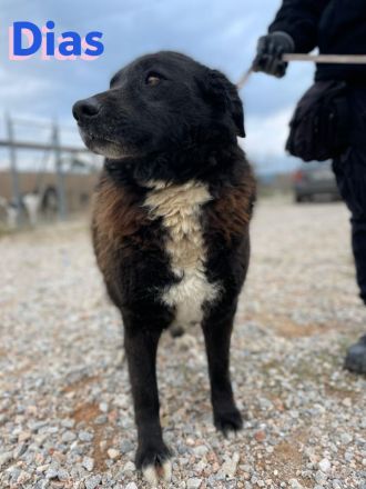 Dias, 10/19 – Kuschelbär sucht Kuschelkörbchen, ruhiger Begleiter sucht treue Menschen