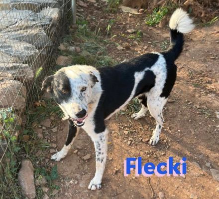 Flecki, 04/22 - möchte Ihr Freund fürs Leben werden!