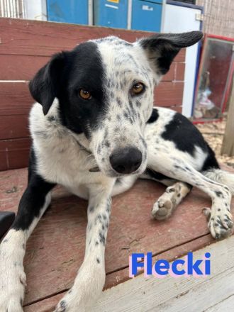 Flecki, 04/22 - möchte Ihr Freund fürs Leben werden!