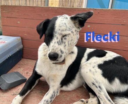 Flecki, 04/22 - möchte Ihr Freund fürs Leben werden!