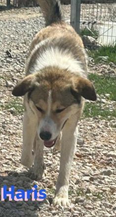 Haris, 04/23 - Junghund auf Heimatsuche