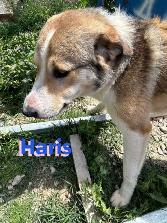 Haris, 04/23 - Junghund auf Heimatsuche
