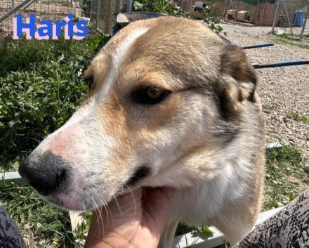 Haris, 04/23 - Junghund auf Heimatsuche