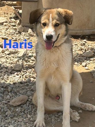 Haris, 04/23 - Junghund auf Heimatsuche