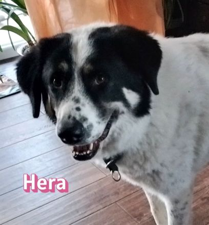 Hera und Mata, 09/23 - suchen wenn möglich ein gemeinsames Zuhause