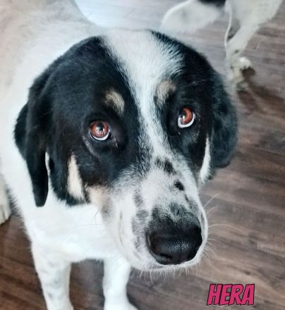 Hera, 09/23 - sucht ein ländliches Zuhause
