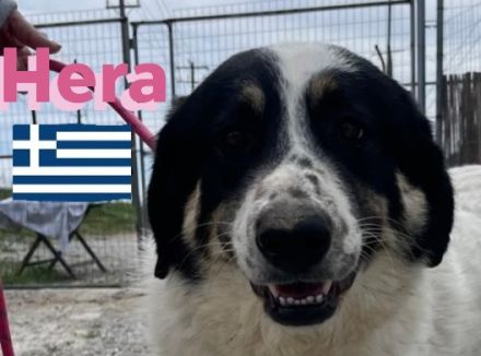 Hera und Mata, 09/23 - Lebensfreude pur, tolles Geschwisterpaar sucht seine Familie
