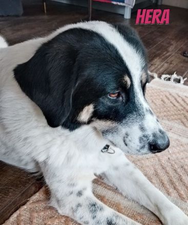 Hera, 09/23 - sucht ein ländliches Zuhause