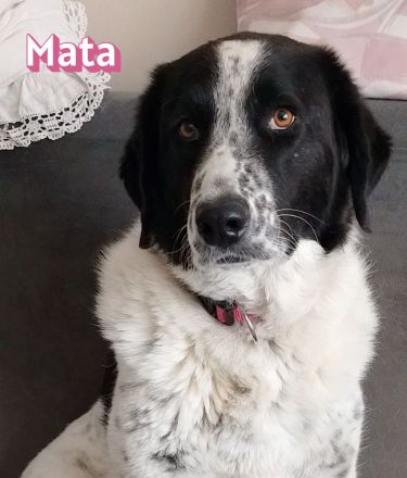 Hera und Mata, 09/23 - suchen wenn möglich ein gemeinsames Zuhause