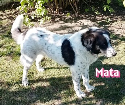 Hera und Mata, 09/23 - suchen wenn möglich ein gemeinsames Zuhause