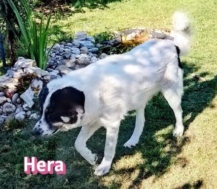 Hera und Mata, 09/23 - suchen wenn möglich ein gemeinsames Zuhause
