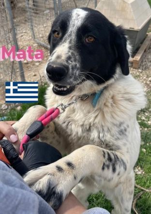 Hera und Mata, 09/23 - Lebensfreude pur, tolles Geschwisterpaar sucht seine Familie