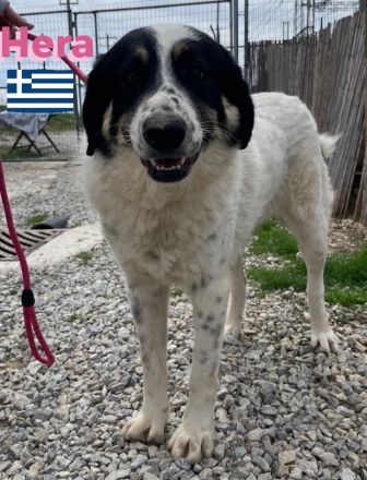 Hera und Mata, 09/23 - Lebensfreude pur, tolles Geschwisterpaar sucht seine Familie